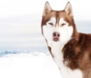 Husky