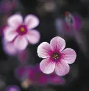 pink flowers