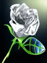 rose