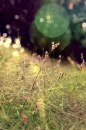 beautiful field