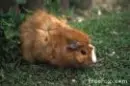 guinea pig sleeping