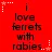 ferret with rabies