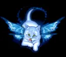 fairykitty