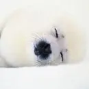 seal pup