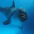 dolphin