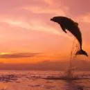 Dolphin in sunset