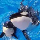 Orcas