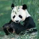WWF - Pand