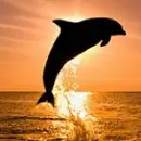 Dolphin in Sunset