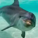 Dolphin