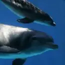 Dolphins