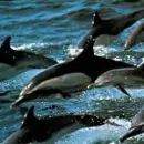 Dolphin group