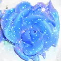 Beautiful Blue Rose