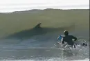 shark
