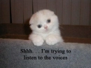 Shh. . . I'm trying to listen to the voices