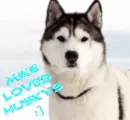 Husky- Mike Loves Huskys