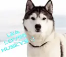 Husky- Lea Loves Huskys