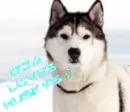Husky- Izza Loves Huskys