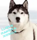 I Love Dakota (Izza) Husky