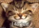 Funny cat