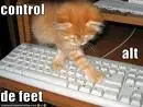 Funny cat