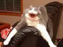 Weird cat 