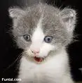 Weird cat 
