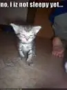 Sleepy Cat