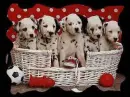 dogs
