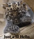 just a little hello