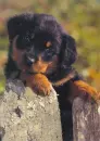 cute puppy
