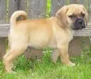 Pug