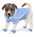 cute dog