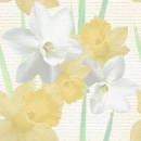 Daffodils Background