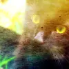 Black Cat