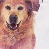 Happy Golden Retriever