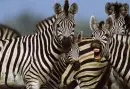 zebra herd