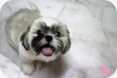 Puppy <3