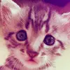 Kitty