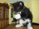 Cute cat, animal