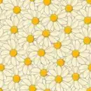 daisies 