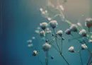 flowers.