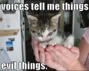 evil kittie_ckhu