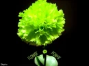 green flower