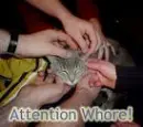 kitty is an attention whore