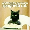 spaghetti cat