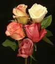 rosas