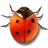 bug