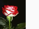rosas