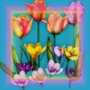 Tulip